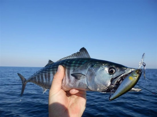Fisk stor og liten: de beste stedene for fiske på Krim