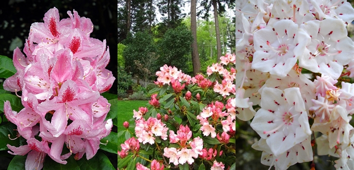 Rhododendron - planting og omsorg