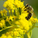 Allergi til pollen