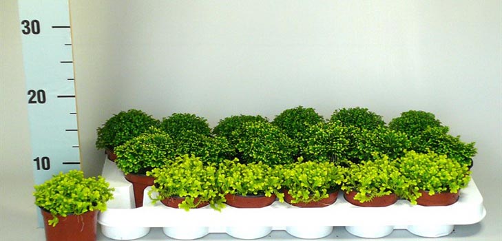 Selaginella: omsorg