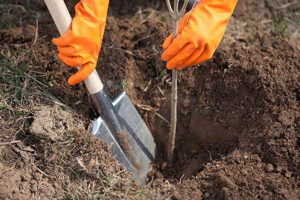 De beste karakterene av pærer - beskrivelser, planting og omsorg, foto