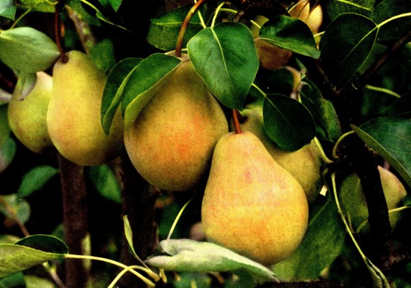 De beste karakterene av pærer - beskrivelser, planting og omsorg, foto