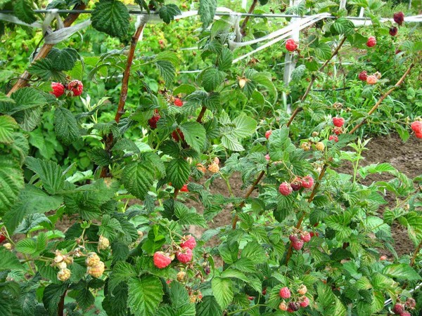 De beste varianter av bringebær - beskrivelser, planting og omsorg, foto