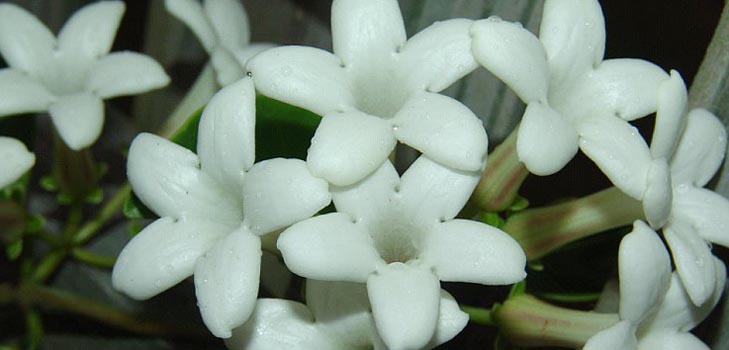 Stephanotis: omsorg og bilde