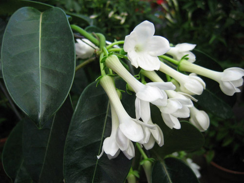 Hvordan ta vare på Floribunda's stephanotis