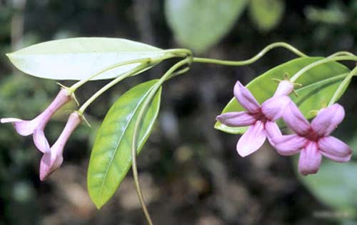 Transplantasjon av jasmin i Madagaskar