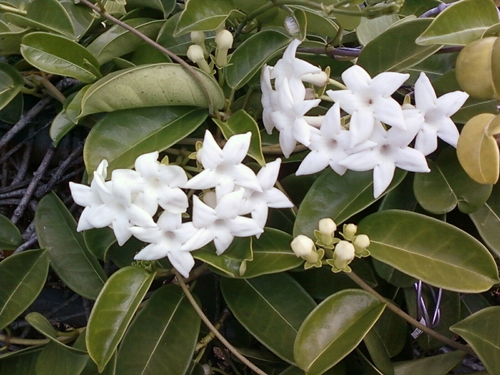 Stephanotis: omsorg og bilde