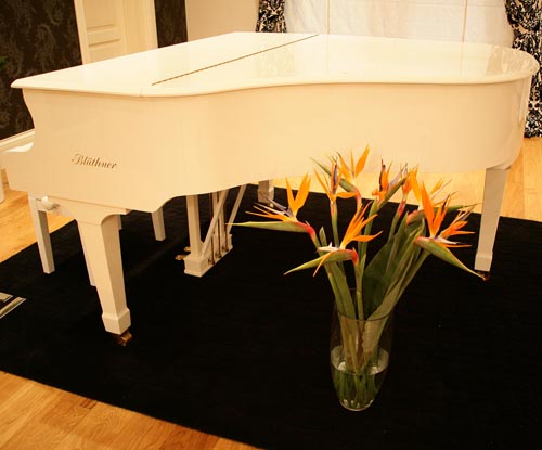 Ta vare på strelitzia