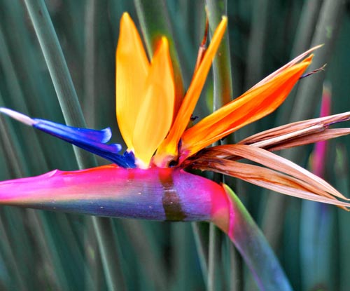 Strelitzia: foto og omsorg hjemme