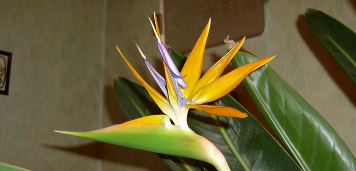 Strelitzia royal: foto og skikkelig omsorg hjemme