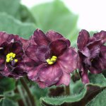 Skyggelovende kremplanter