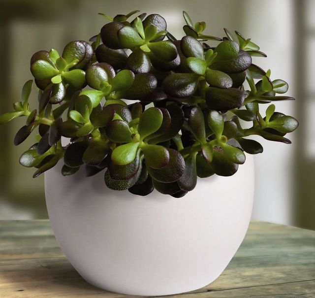 Ta vare på Peony