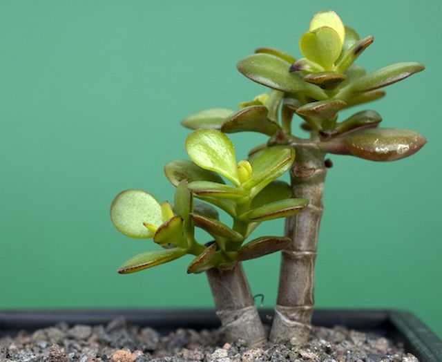 Ta vare på Peony