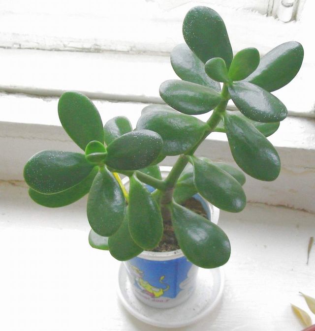 Ta vare på Peony