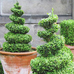 Topiary art