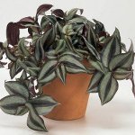 Tradescantia: beskrivelse og omsorg Tradescantia: beskrivelse og omsorg
