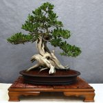 Ta vare på bonsai