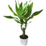 Ta vare på dracaena