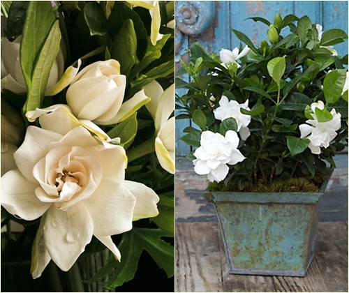 Ta vare på gardenia hjemme, foto