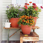Pleie av planter i containere