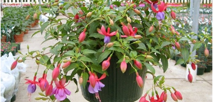 fuchsia blomst