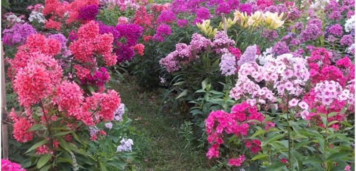 phlox i hagen