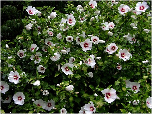 hvite blomster