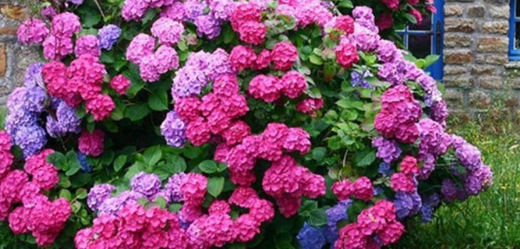blomster hortensiaer