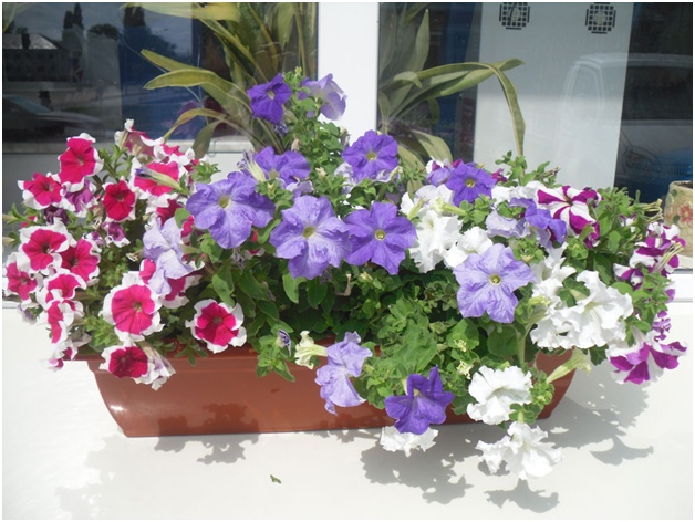 plantet petunias