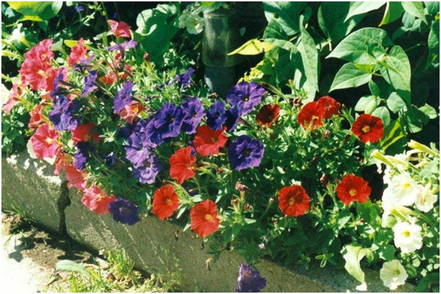 vakker petunia