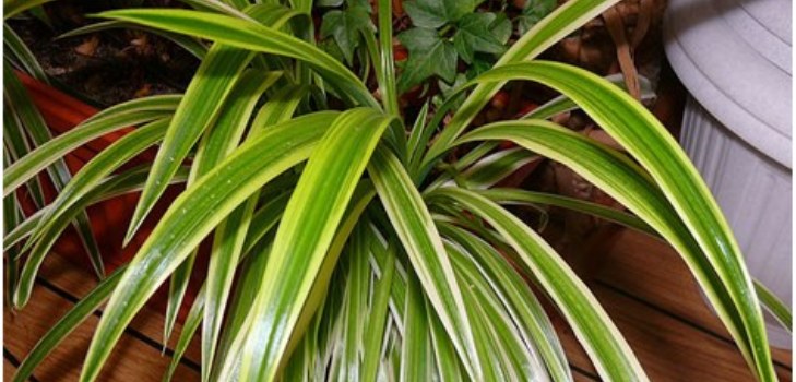 klorofytum plante