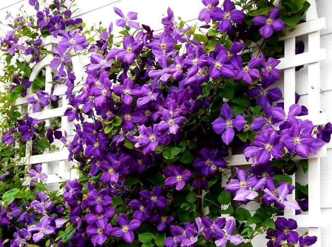 Clematis vokser og omsorg