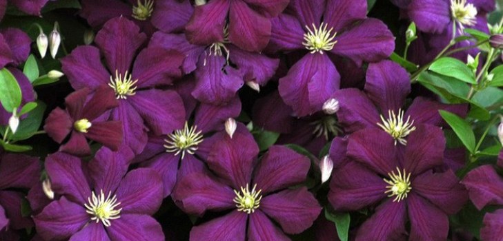 Clematis blomster