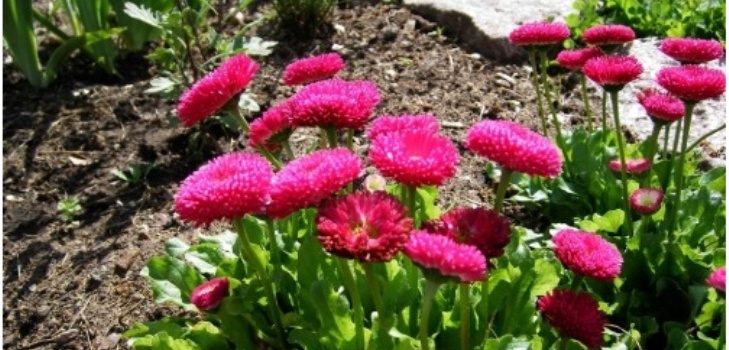 blomster av tusenfryd
