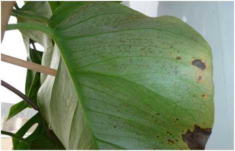 sykt monstera