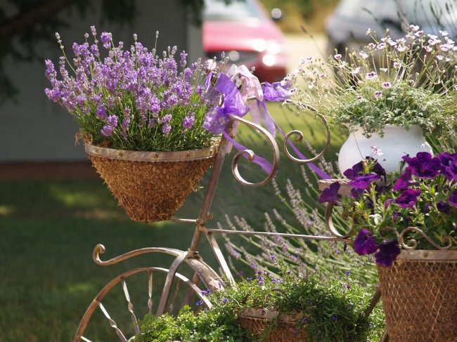 Voksende lavendel hjemme