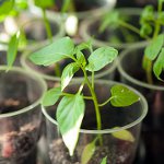 Voksende pepperplanter