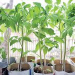 Voksende tomatplanter