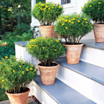Vokser av planter i containere