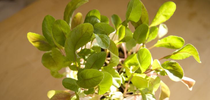 Dyrking av arugula i hjemmet forhold