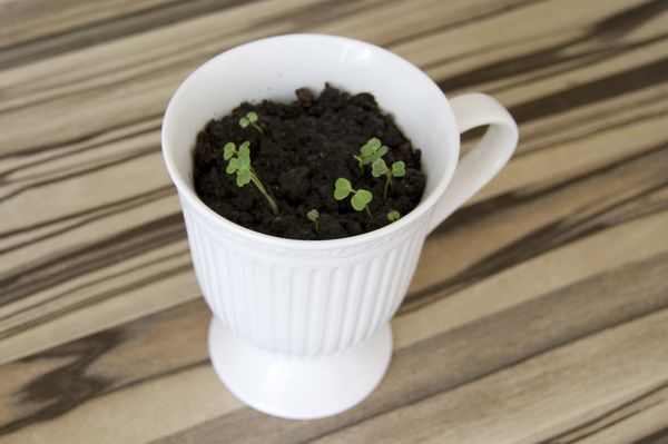 Dyrking av arugula i hjemmet forhold