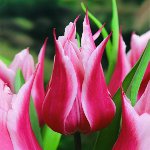 Dyrking av tulipaner i hagen Dyrking av tulipaner i hagen