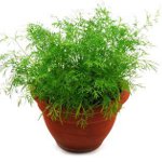Voksende dill