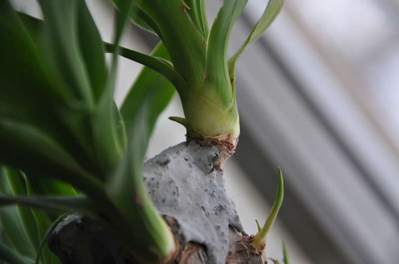 Yucca hjemme: omsorg og reproduksjon