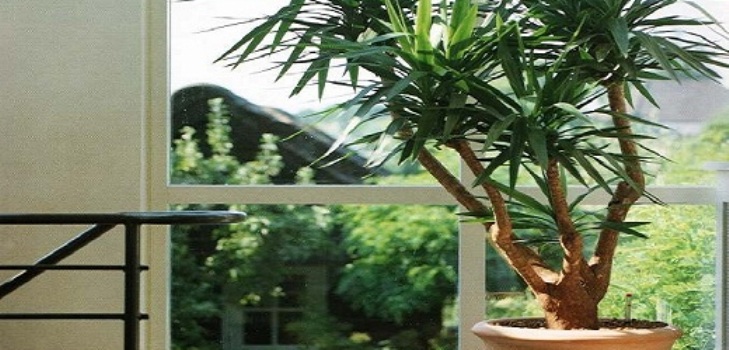 Yucca hjemme: omsorg og reproduksjon