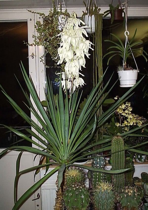 Yucca hjemme: omsorg og reproduksjon