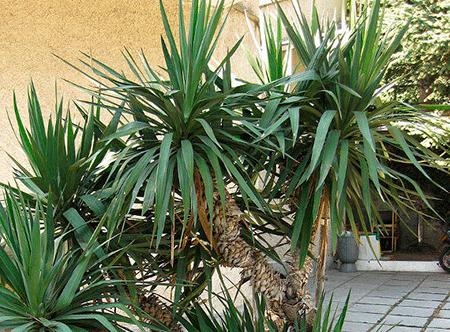 Yucca hjemme: omsorg og reproduksjon