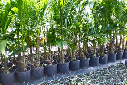 Yucca hjemme: omsorg og reproduksjon