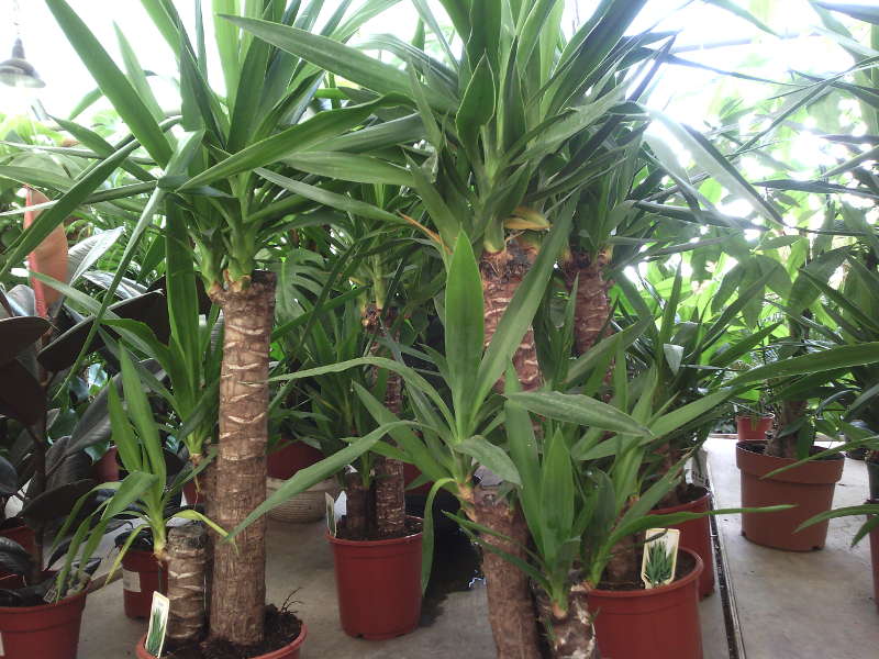 Yucca hjemme: omsorg og reproduksjon
