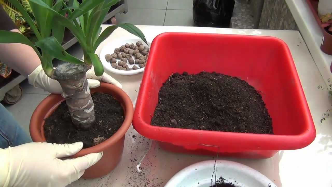 Yucca hjemme: omsorg og reproduksjon